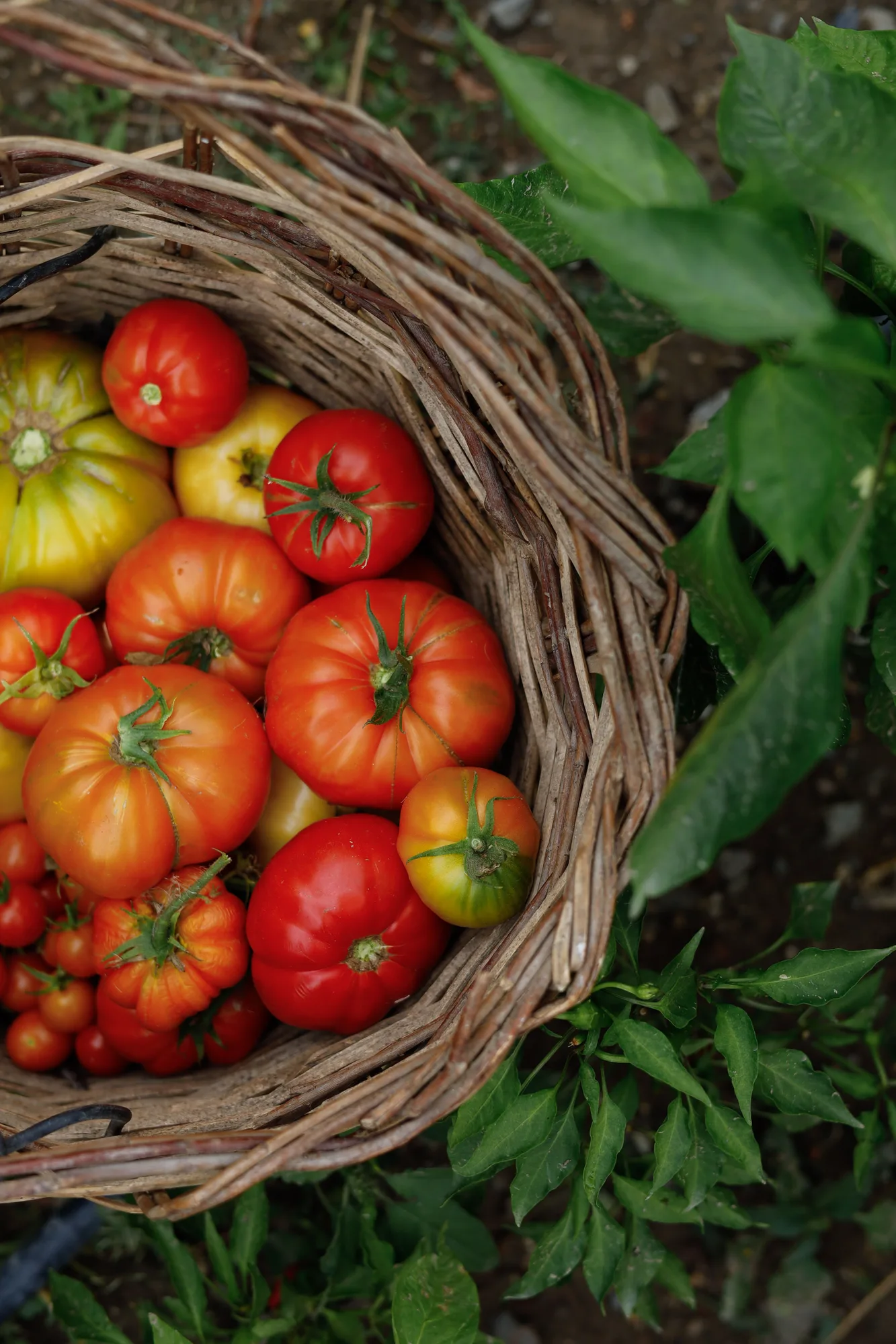 Colourful tomatoes gathered in a basket beside green leaves