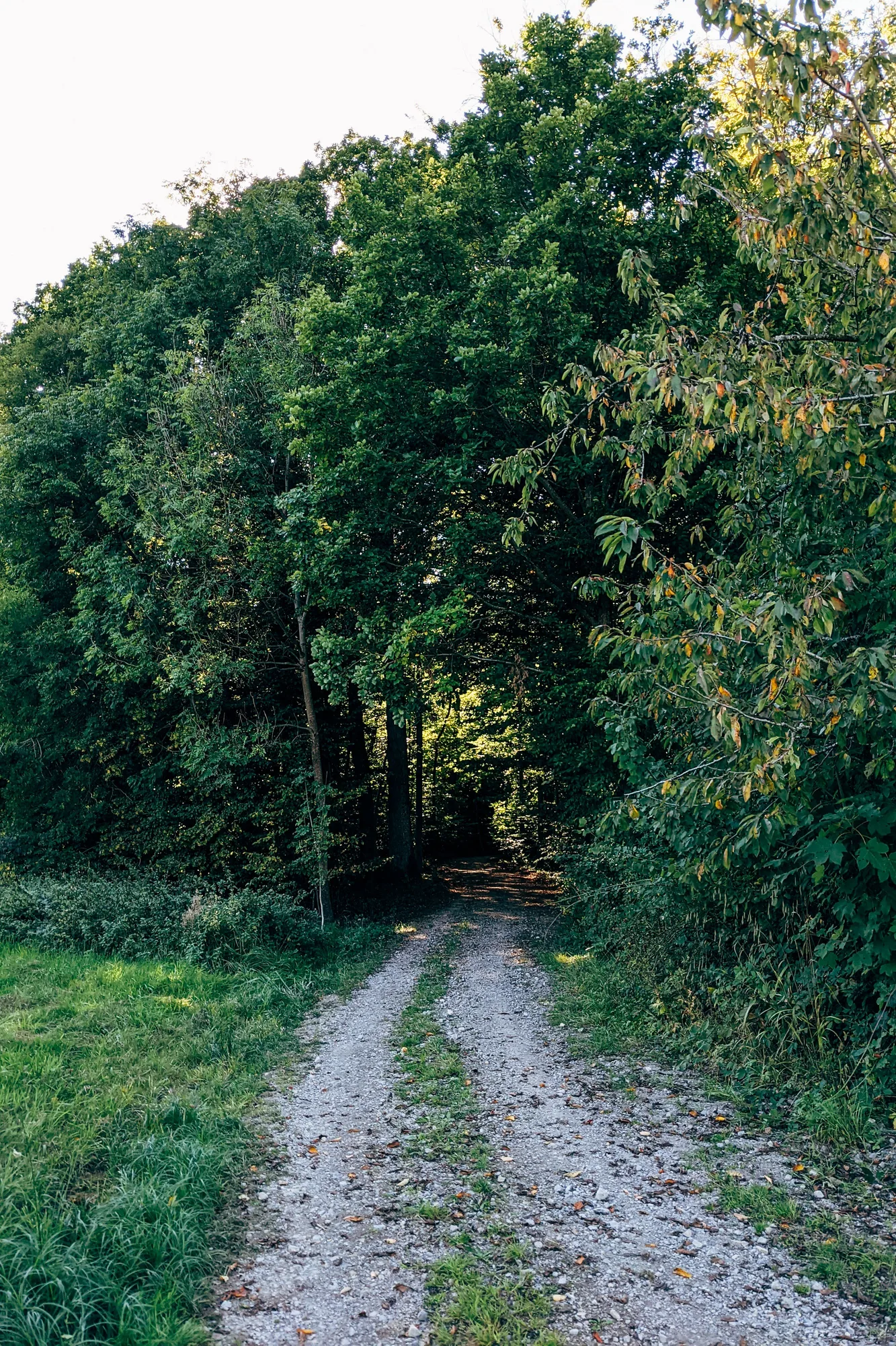 Sunlight filtering through a woodland path