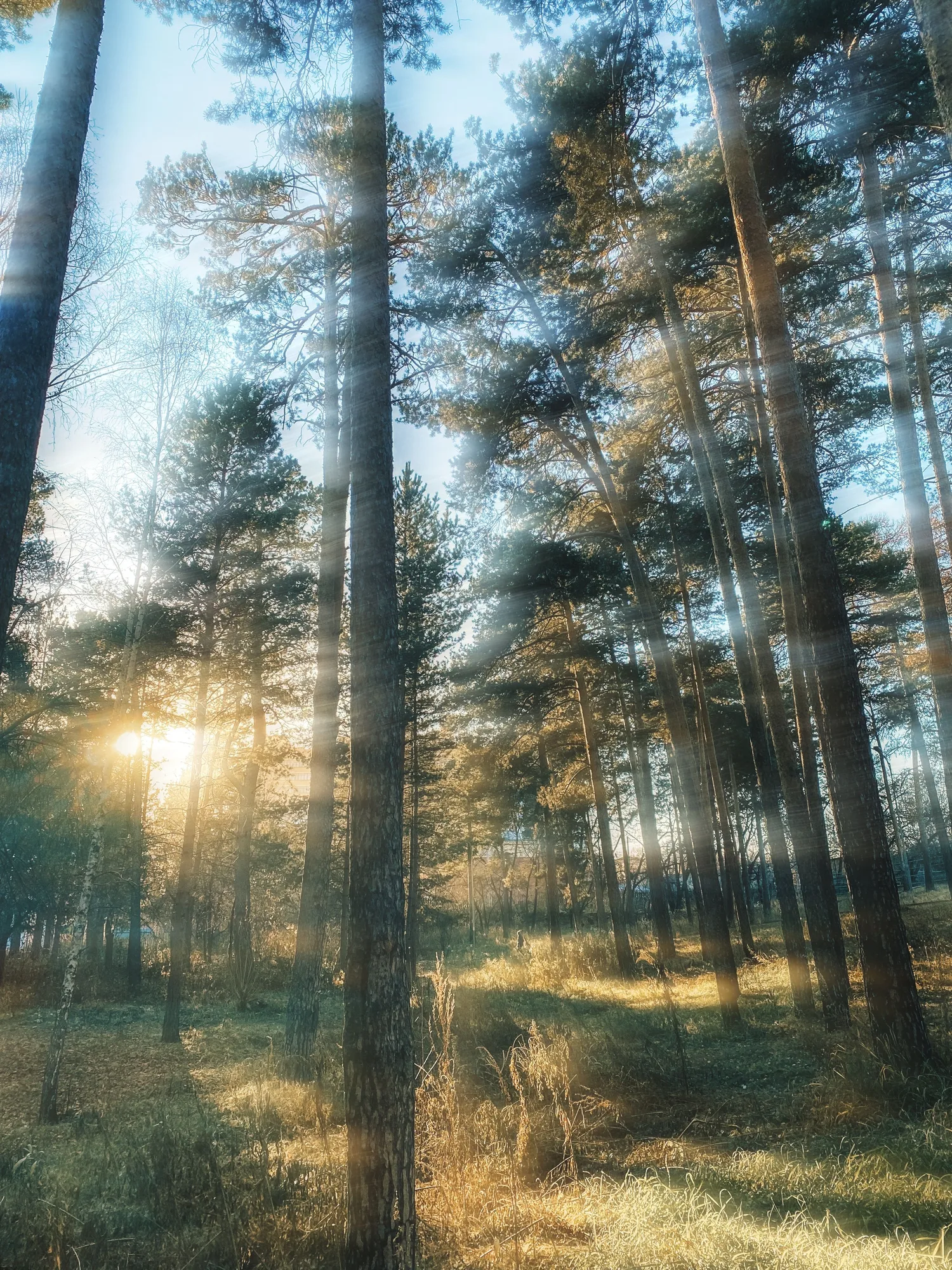Morning light falling through woodland