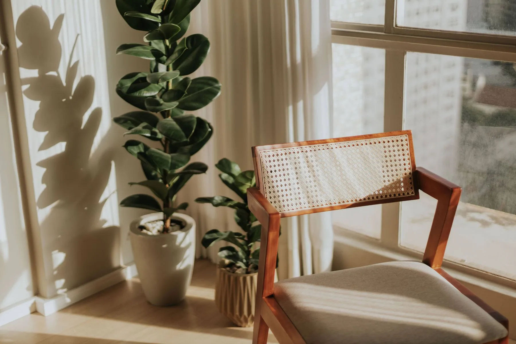Wooden chair and plants in afternoon sunlight