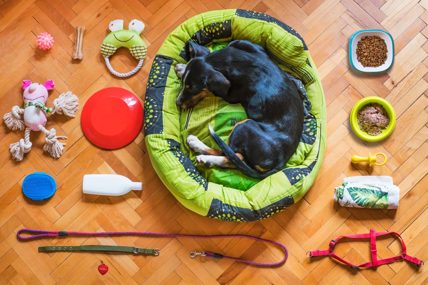 Dog resting in a bed surrounded by bowls, leads and colorful toys