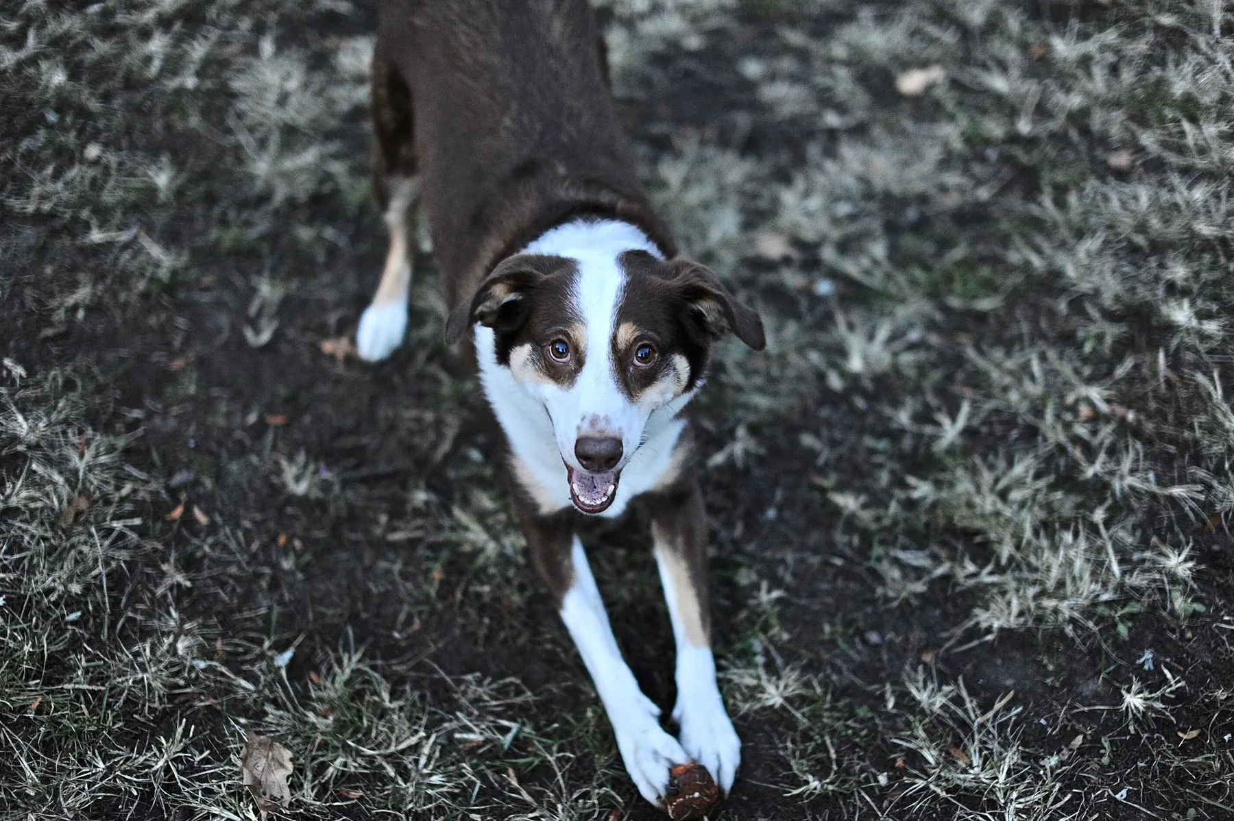 Black and white dog in a playful pose outdoors