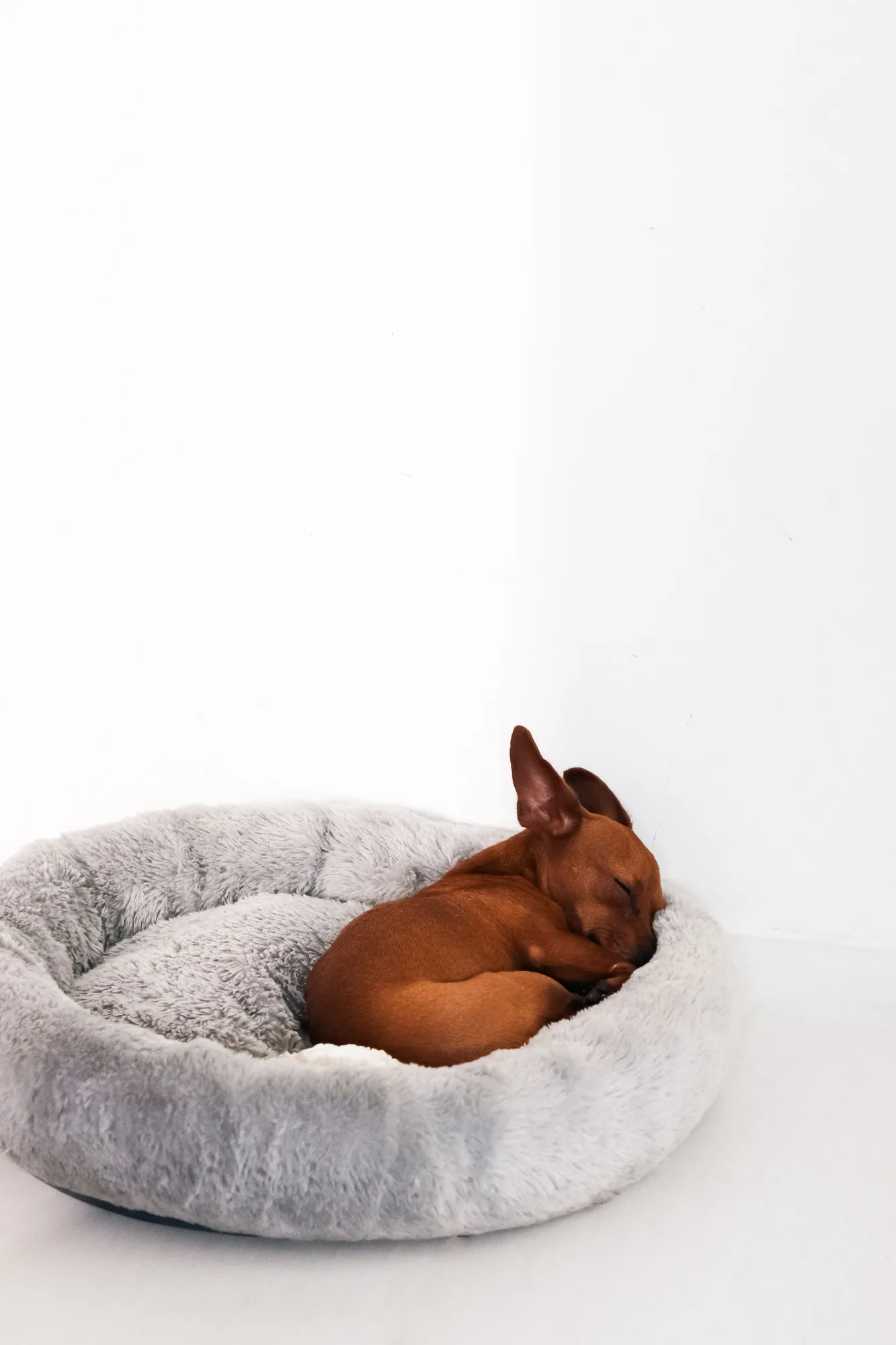 Small brown dog asleep in a round grey dog bed