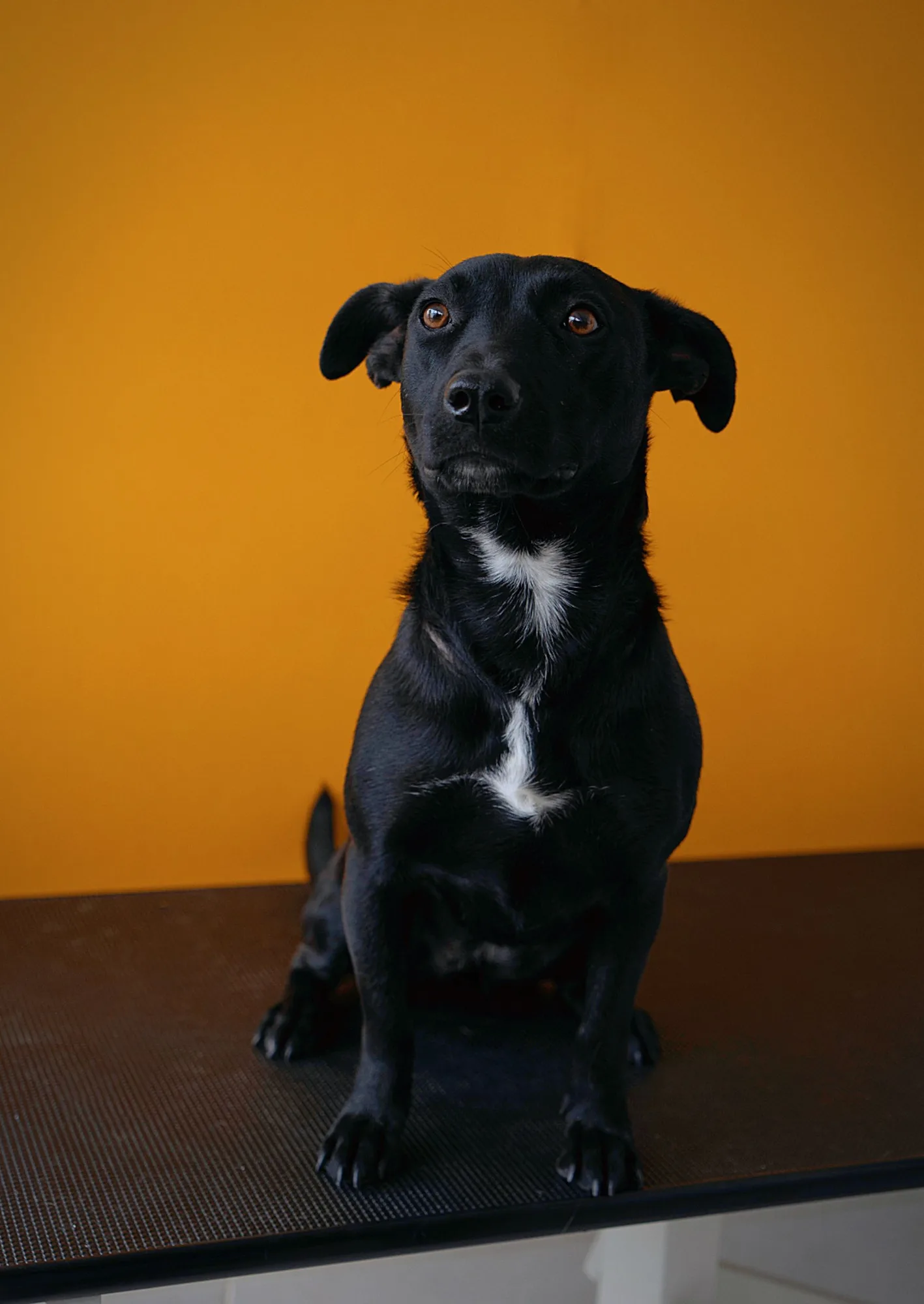 Black dog sitting against a rich golden yellow backdrop
