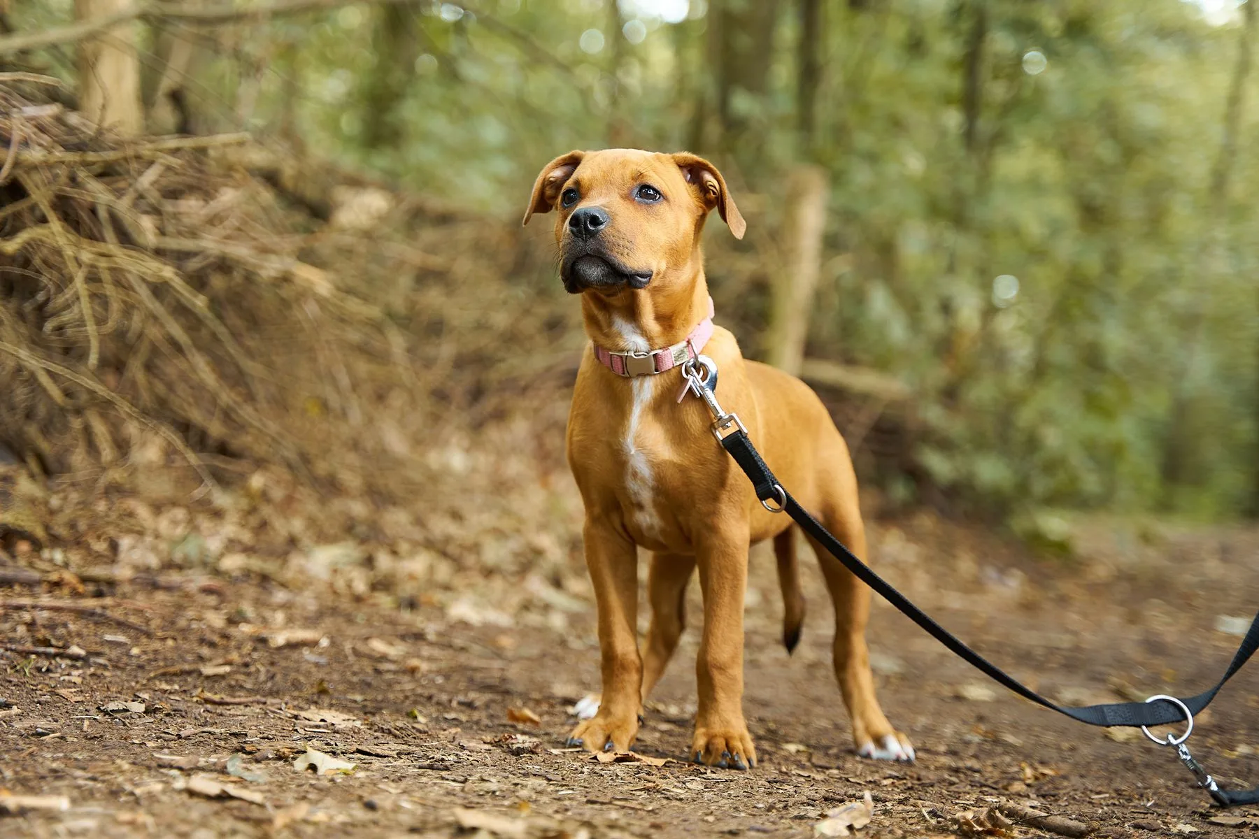 Brown dog wearing a lead on a woodland path