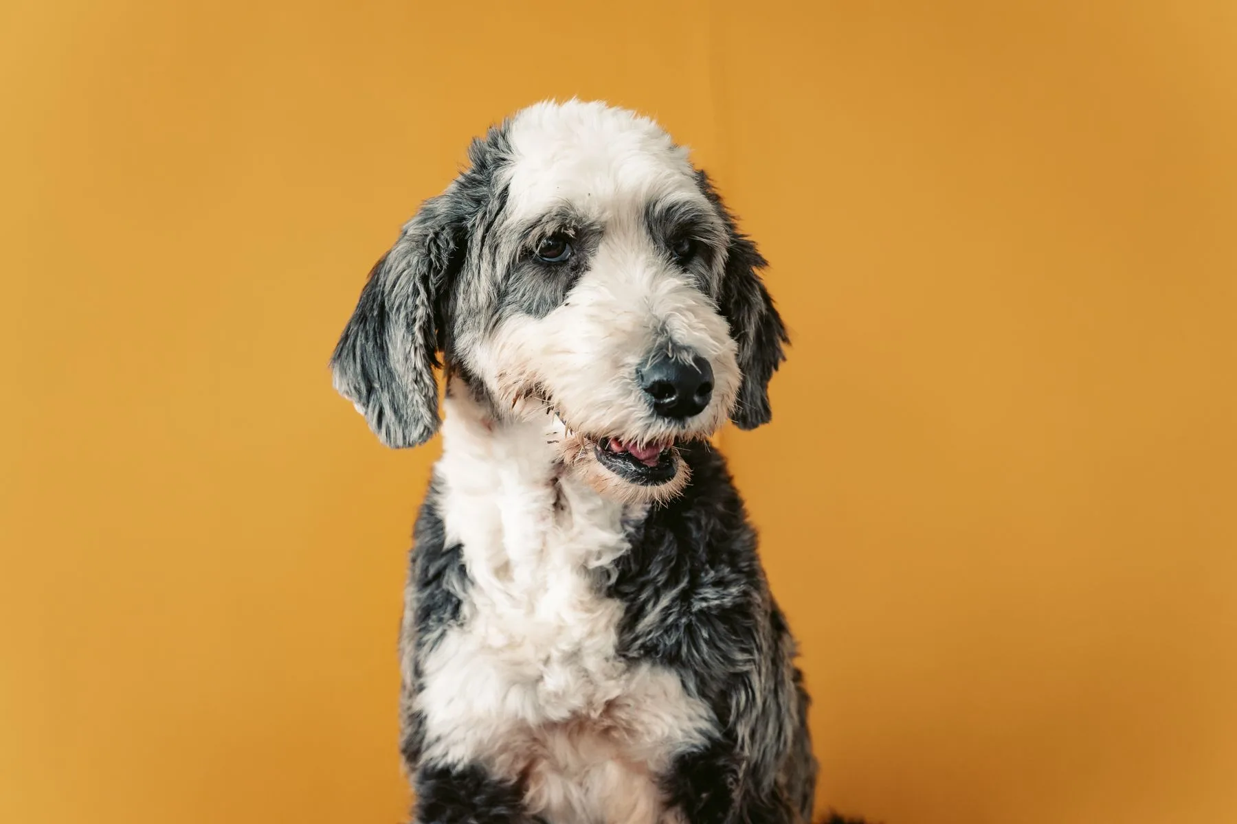 Shaggy black and white dog against a vivid yellow backdrop