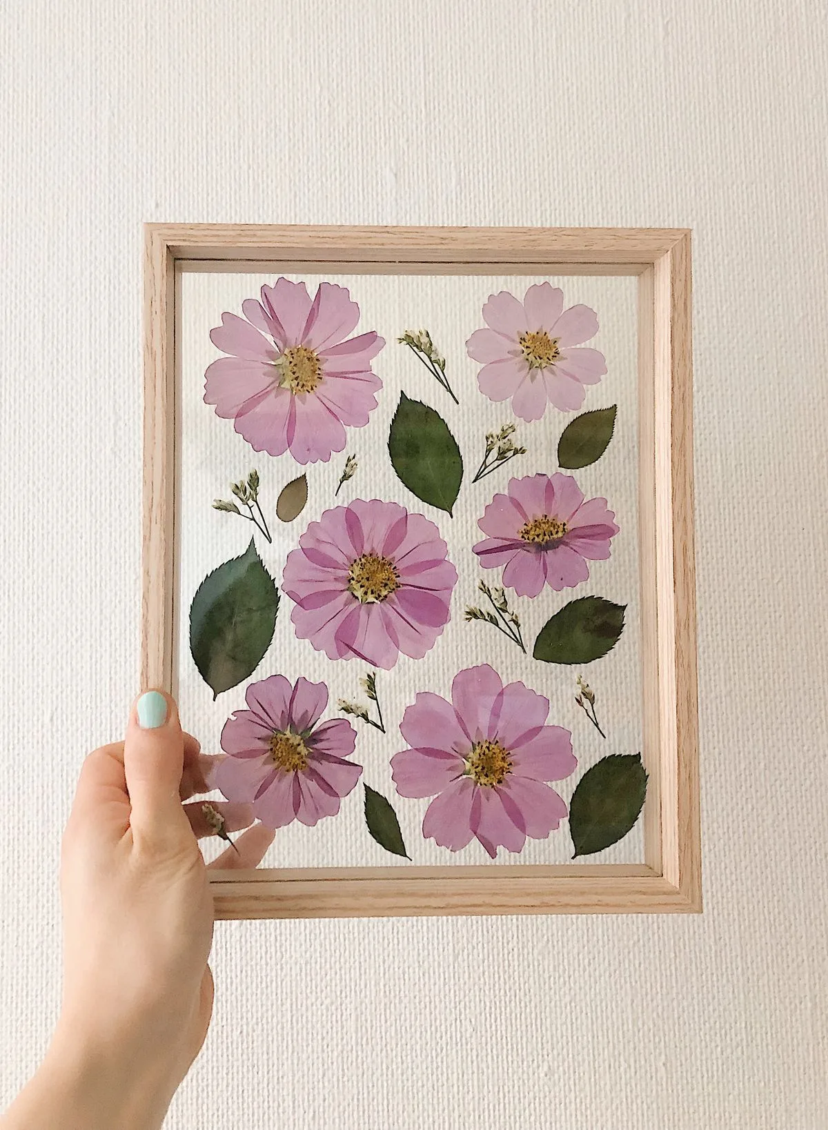 Pressed poppy botanical frame close up