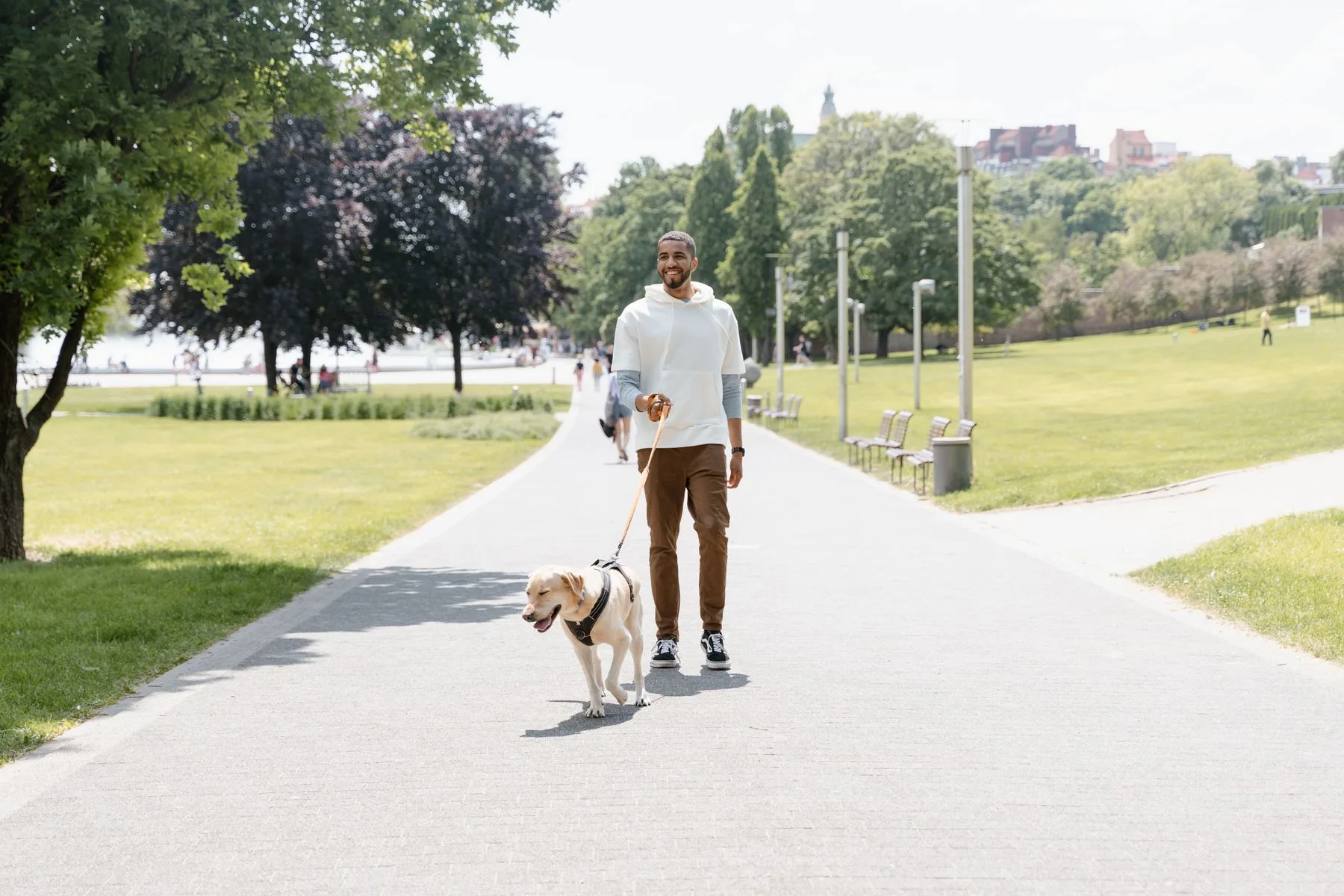 Person walking a Labrador along a park path