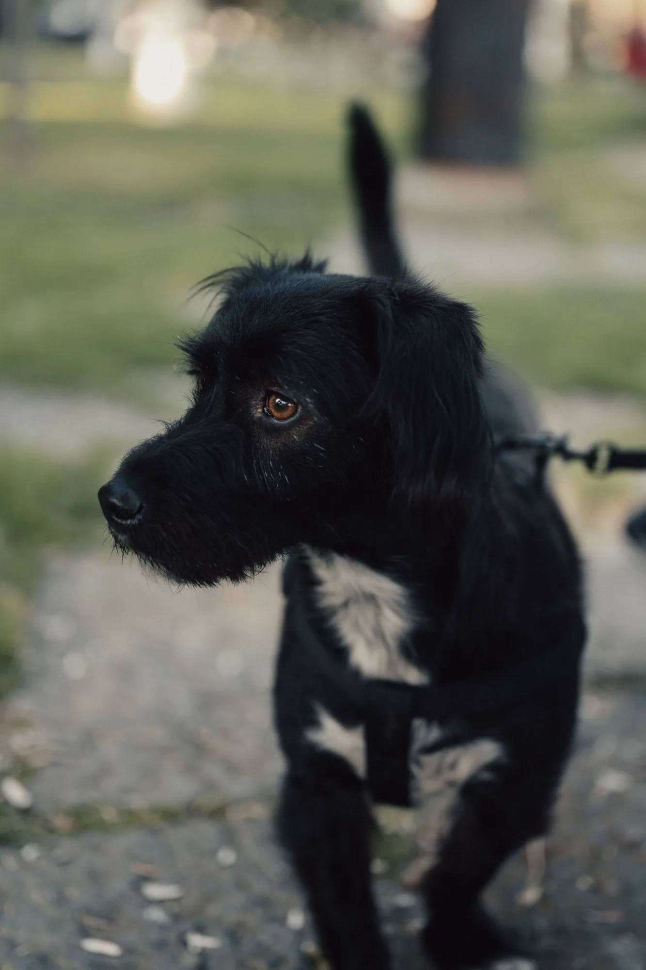 Small black dog on a lead in a leafy park