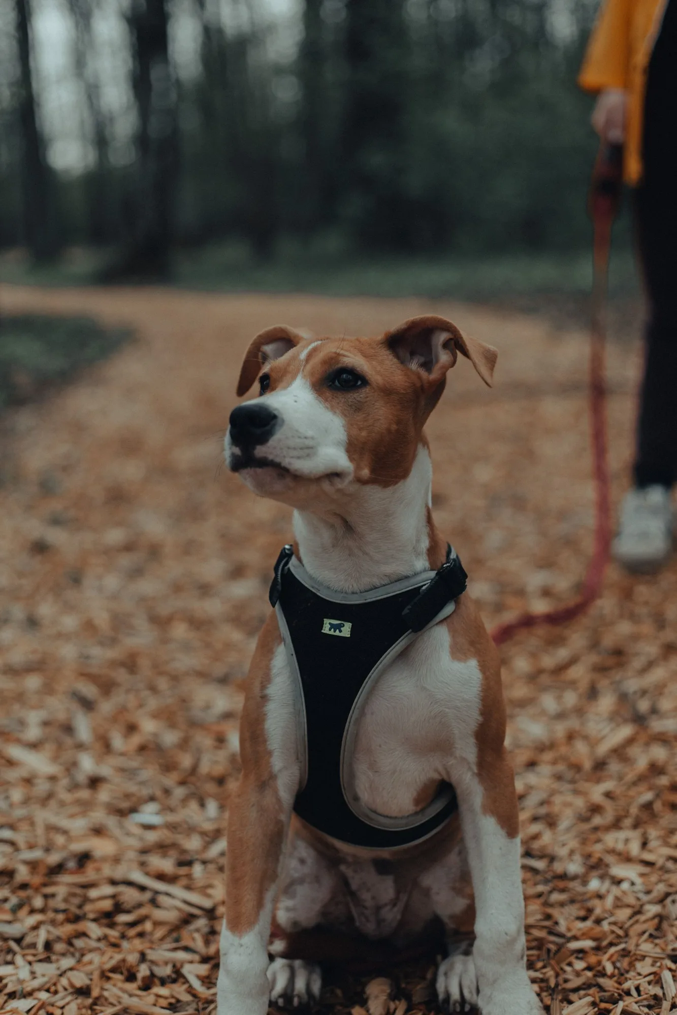 Brown and white dog in a harness resting on a woodland path