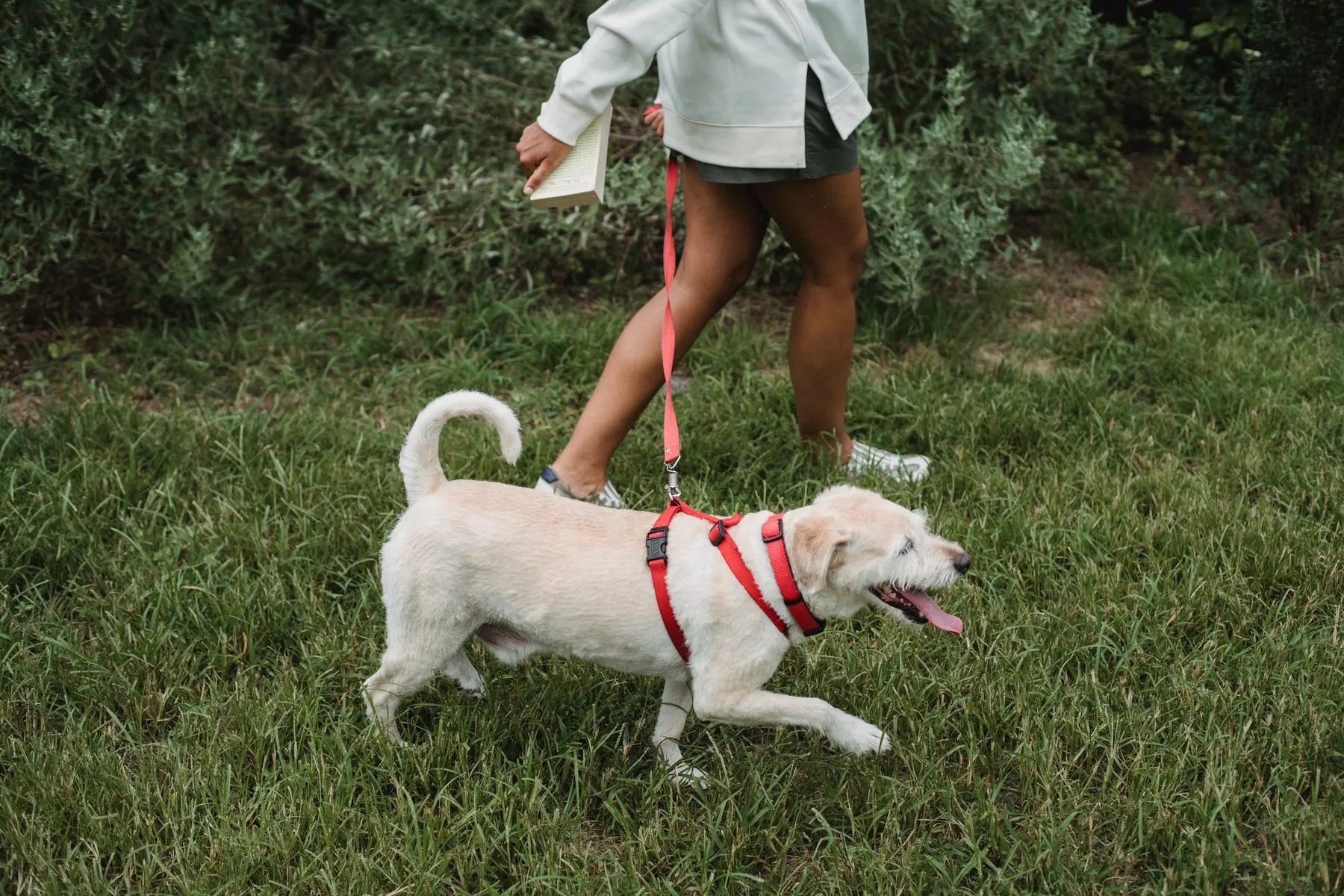 Dog on a lead beside a person walking through grass