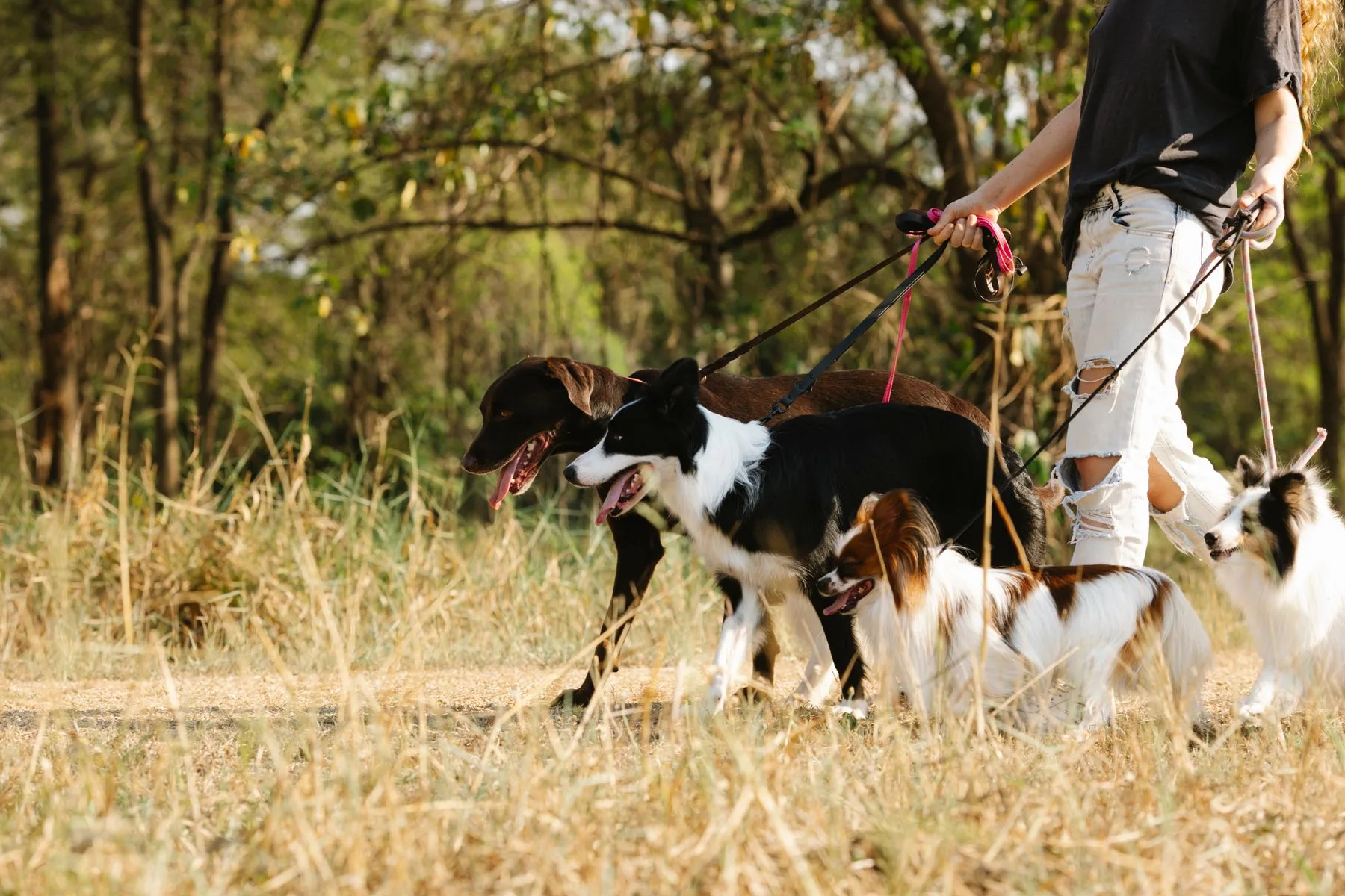 A walker and a small group of dogs on a sunny park path